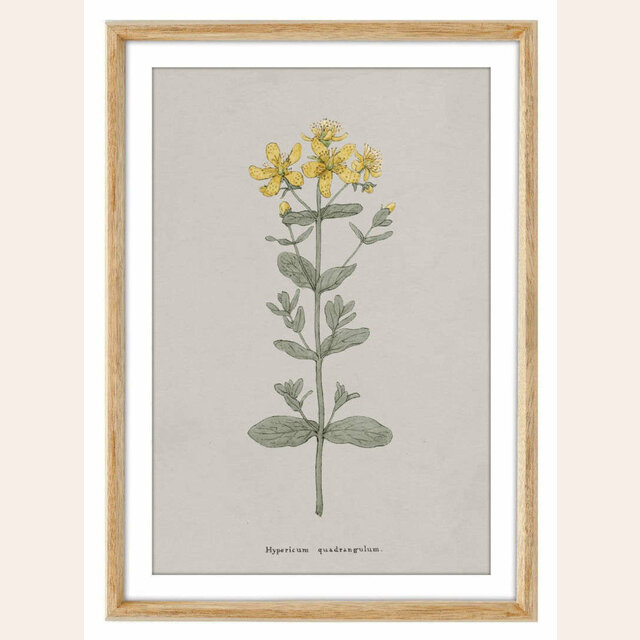 CUADRO SERIE FLORES 1 – 44 X 32 CMS