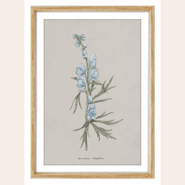 CUADRO SERIE FLORES 2 - 44 X 32 CMS