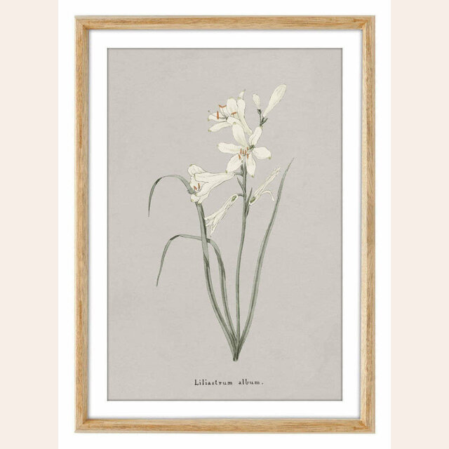 CUADRO SERIE FLORES 3 - 44 X 32 CMS
