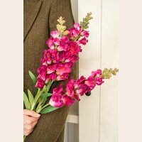 GLADIOLO FUCSIA