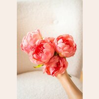 PEONIA ROSA