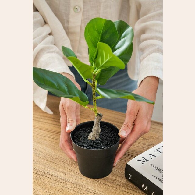 PLANTA EN MACETA - FICUS