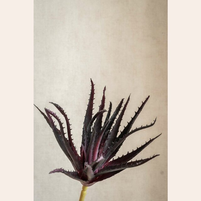 ALOE ARTIFICIAL