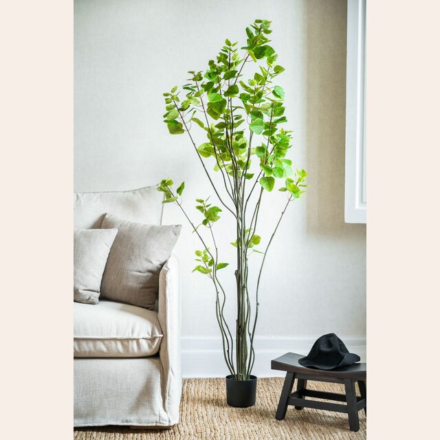 PLANTA EN MACETA - 1.75 MTS