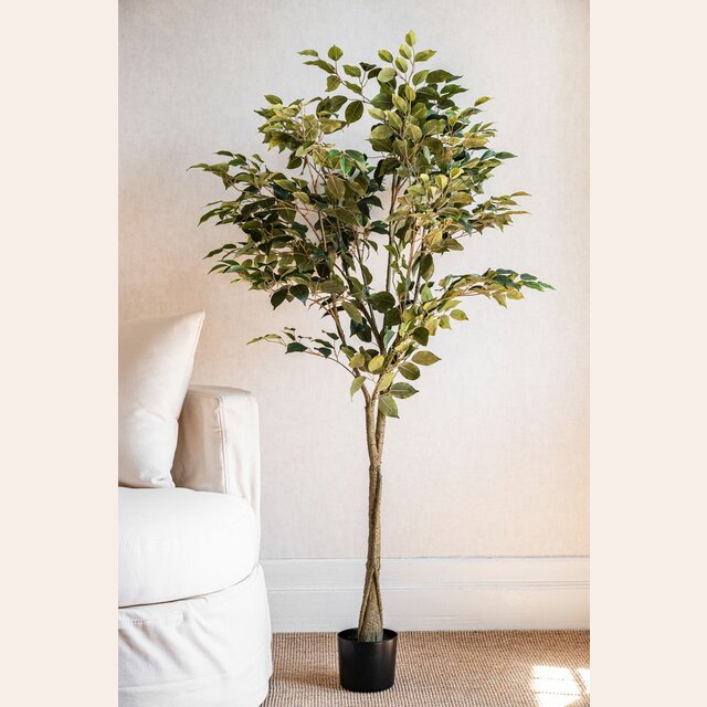 PLANTA EN MACETA - FICUS - 1.57 MTS