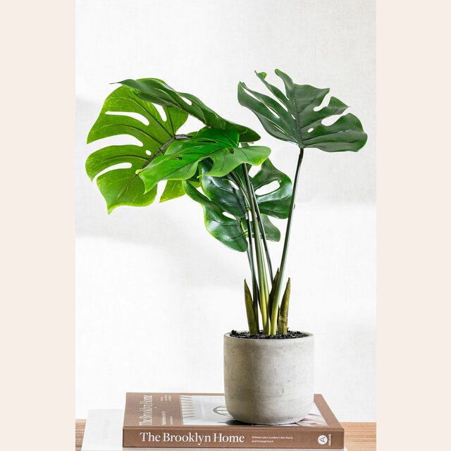 PLANTA EN MACETA - 65 CMS